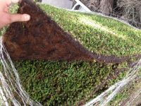 Tapis de sédum pour toit végétal, Les Pennes Mirabeau